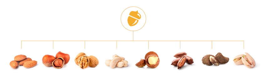 Tree Nut Allergen diagram with main tree nut icon and subsequent tree nuts linking 