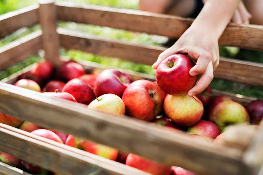 Crisp Red Apples a child's hand picks an apple out of a wooden create filled with red apples