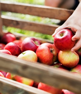 a child's hand picks an apple out of a wooden create filled with red apples 