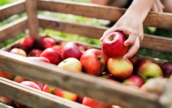 a child's hand picks an apple out of a wooden create filled with red apples 