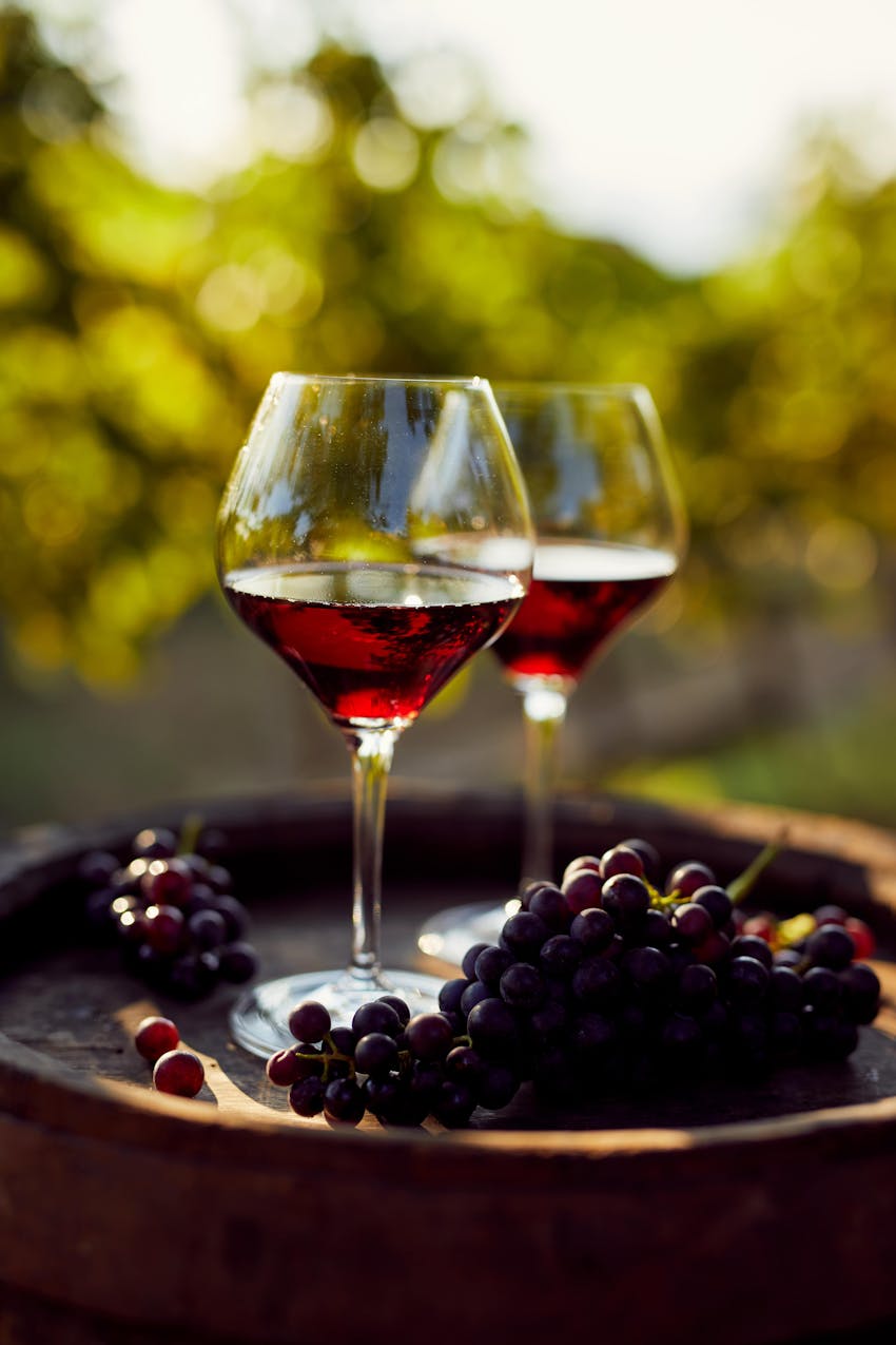 two glasses of red wine on top of an oak barrel with bunches of red grapes in a leafy green garden 