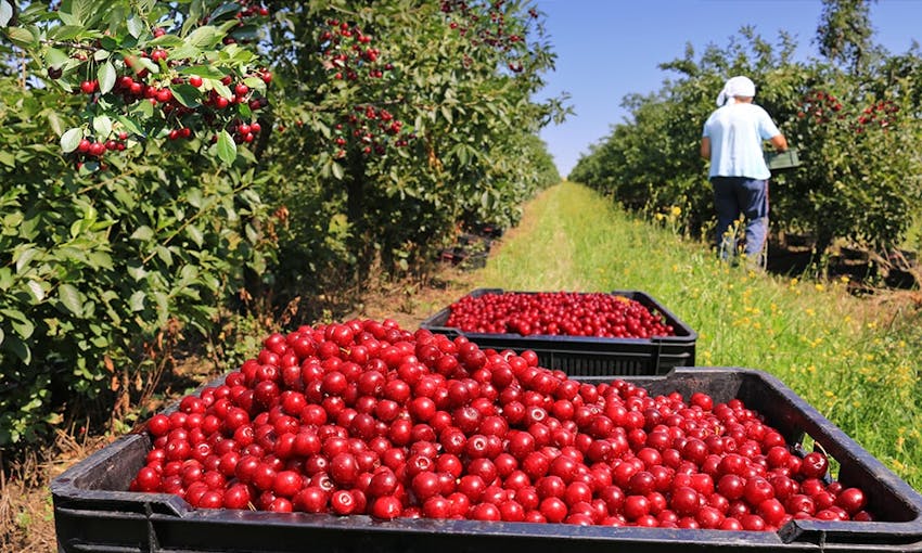 a lady picking cherries in a cherry field during cherry season next to two big punnets of bright red cherries 