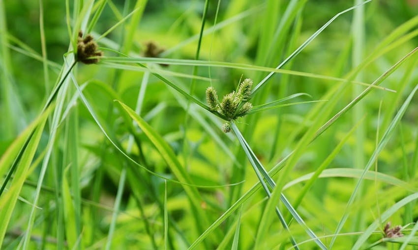 the green cyperus esculentus tiger nut plant