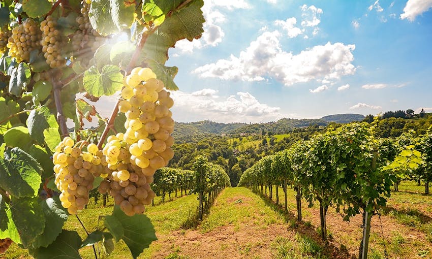 scenic view of green vineyards with green grapes and a blue sky with fluffy clouds in the background 