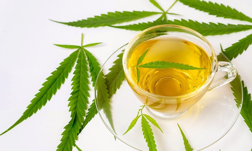 clear cup and saucer with yellow tea surrounded by CBD leaves