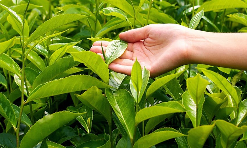 camellia sinensis plats with a hand reaching in and touching a leaf 