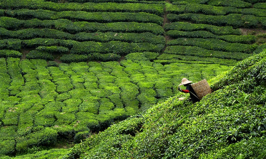 a lady with a straw hat wearing a wicker basket on her back tea farming in a large green tea field in India 