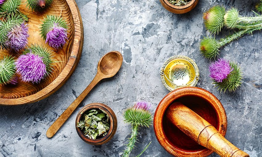 purple and green milk thistle plants on wooden bowls with a wooden pestle and mortar on a stoney table top