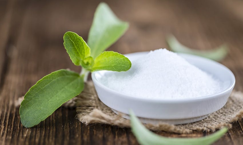 a small petri dish filled with stevia sweetener next to a stevia plant on a wooden table 