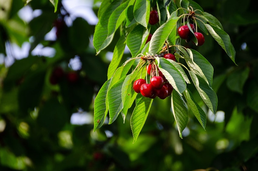 North America, Canada and Chile produce large amounts of cranberries. cranberries growing outdoors
