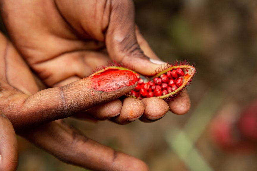 two hands hold the annatto seed where one finger is smudged with the colouring of the annatto seeds