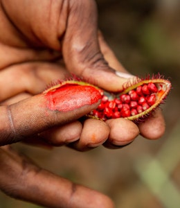 two hands hold the annatto seed where one finger is smudged with the colouring of the annatto seeds
