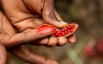 two hands hold the annatto seed where one finger is smudged with the colouring of the annatto seeds