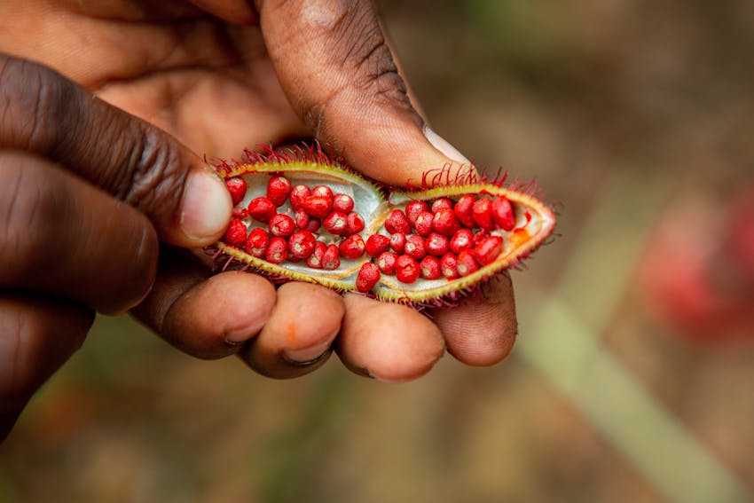 a pair of hands holds a fully open annatto seed revealing the colourful seeds used for food colouring 