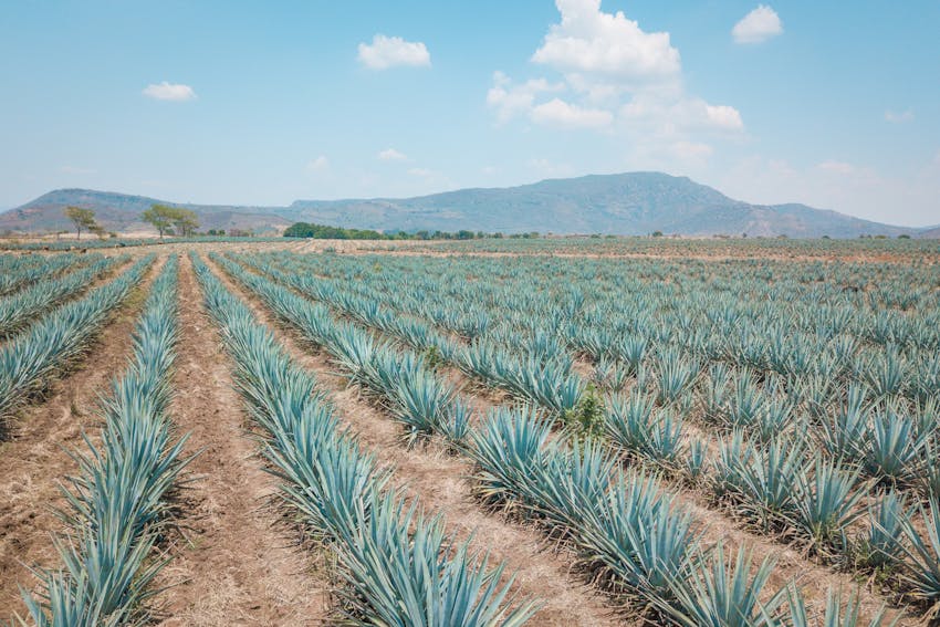 Tequila is made from the blue agave plant