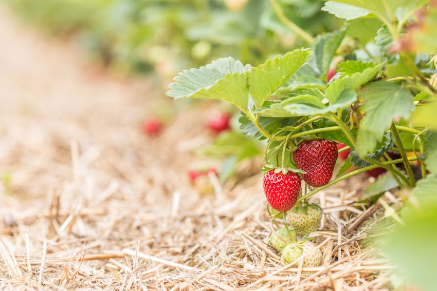 Growing strawberries insulated by straw 