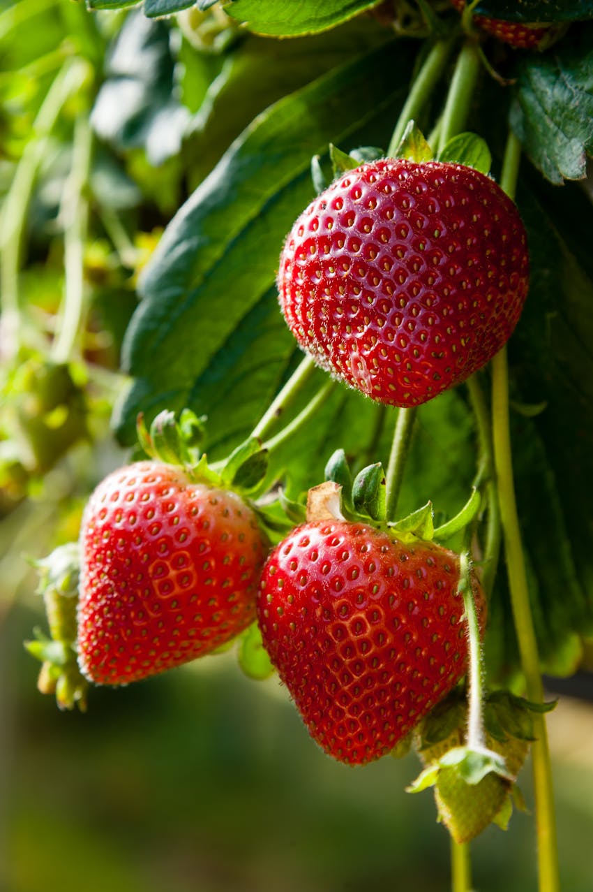 Fresh strawberries