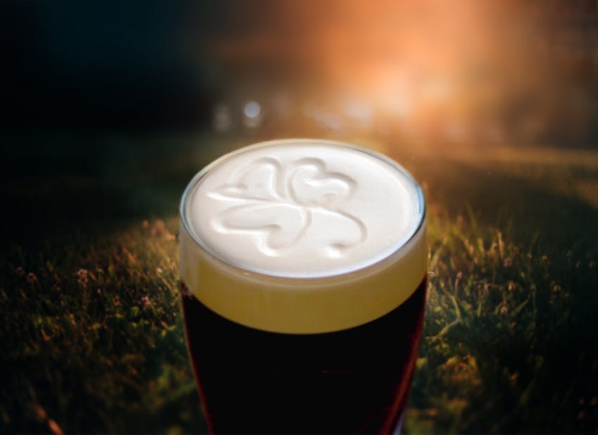 A clover in a pint of Irish Guinness 