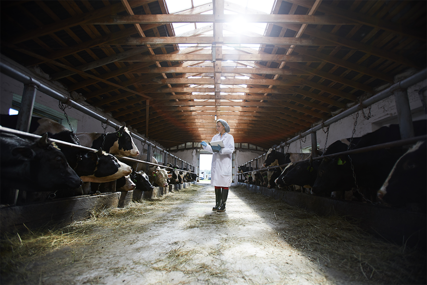 Red Tractor Certification - Cow inspection