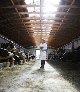 Red Tractor Certification - Cow inspection