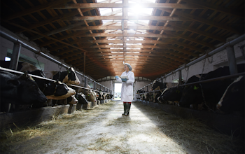 Red Tractor Certification - Cow inspection