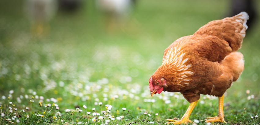 Red Tractor Certification - Free range hen 