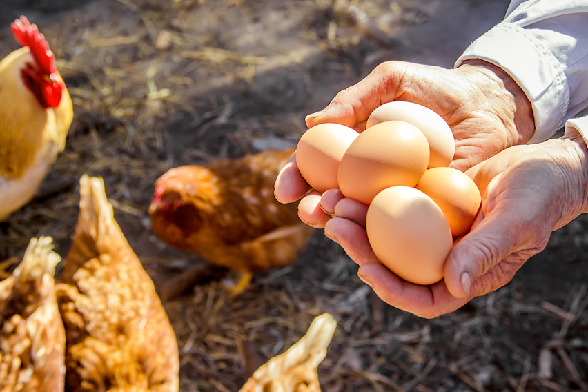 Erudus… Provides British Lion Certification  - Egg production