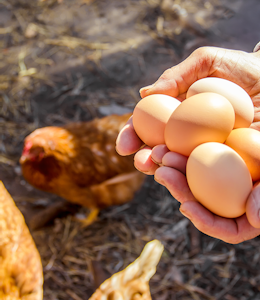 Erudus… Provides British Lion Certification  - Egg production