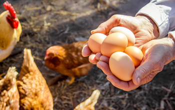 Erudus… Provides British Lion Certification  - Egg production