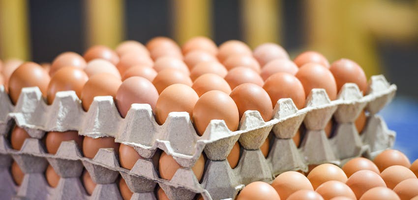 Erudus… Provides British Lion Certification  - Eggs in cartons