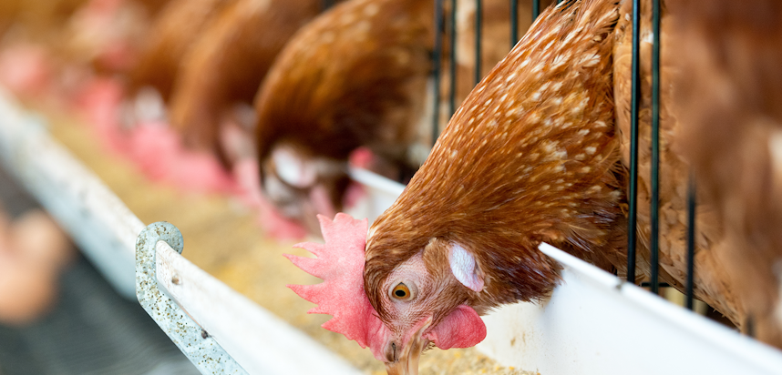 Erudus… Provides British Lion Certification - Hen producing egg Erudus… Provides British Lion Certification - Hen producing egg