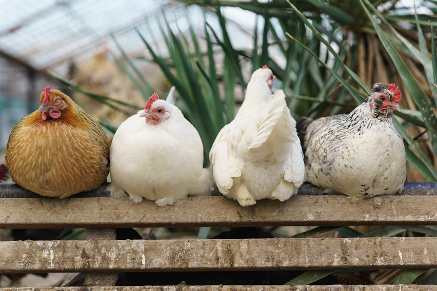Erudus… Provides RSPCA Assured Certification - Hens on a perch