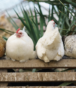 Erudus… Provides RSPCA Assured Certification - Hens on a perch