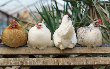 Erudus… Provides RSPCA Assured Certification - Hens on a perch
