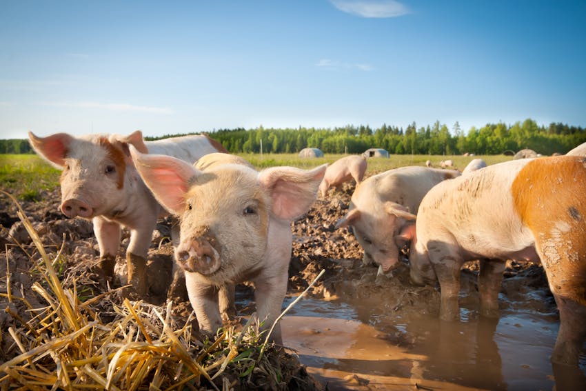 Erudus provides RSPCA Assurance - Pigs in a field