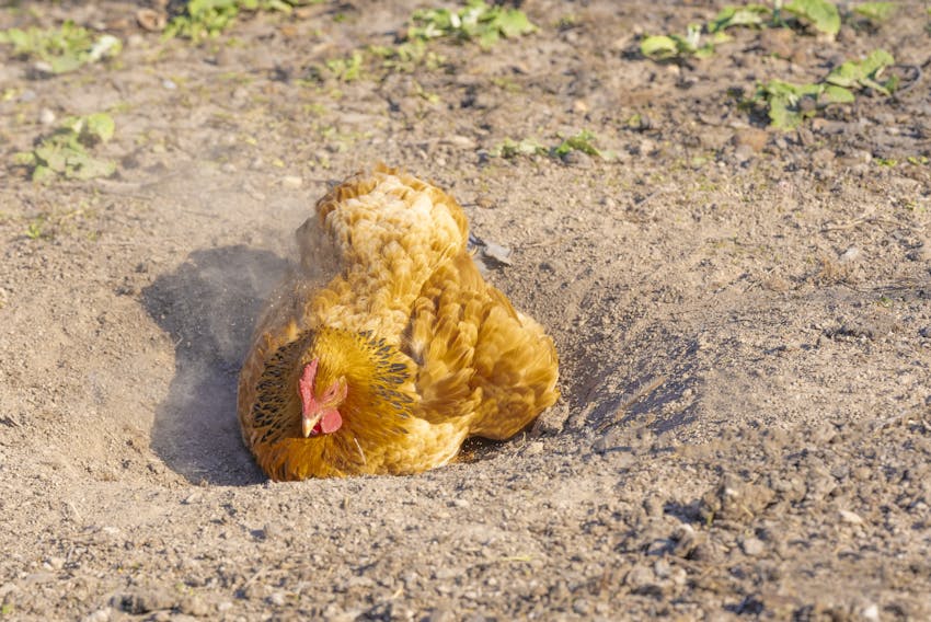 RSPCA Assured - Hen in a dustbath