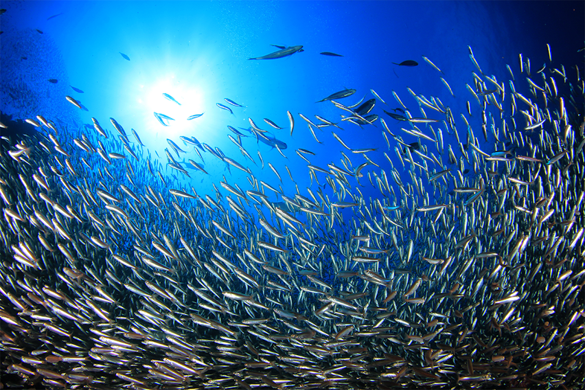 Erudus… provides Marine Stewardship Council Certified (MSC) Certification