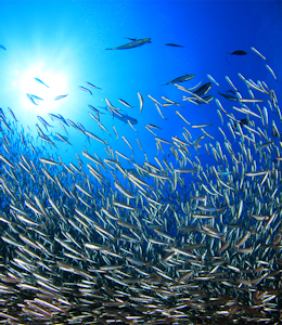 Erudus… provides Marine Stewardship Council Certified (MSC) Certification Erudus… provides Marine Stewardship Council Certified (MSC) Certification