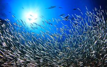 Erudus… provides Marine Stewardship Council Certified (MSC) Certification Erudus… provides Marine Stewardship Council Certified (MSC) Certification
