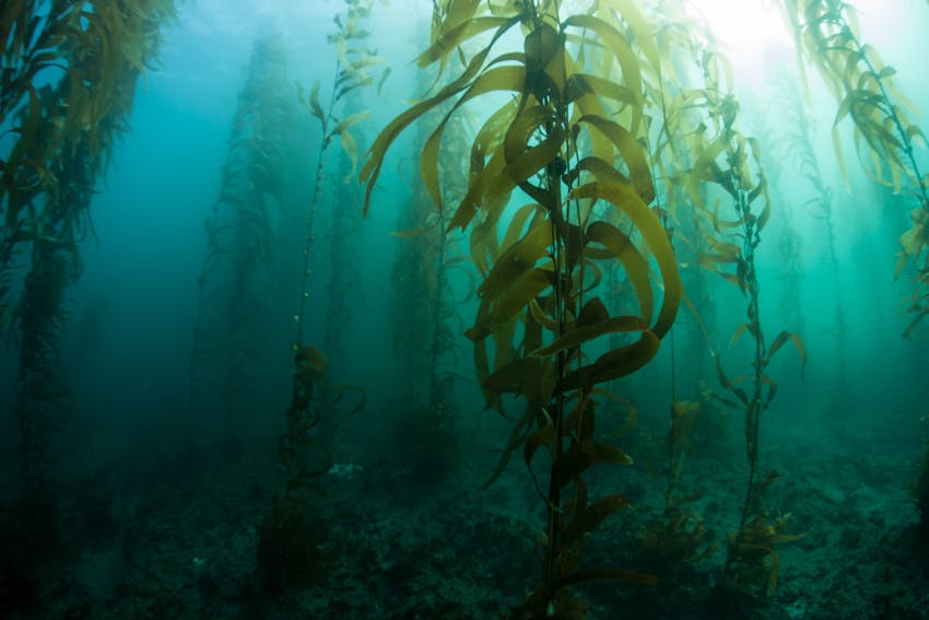  Erudus… provides Marine Stewardship Council Certified (MSC) Certification - seaweed