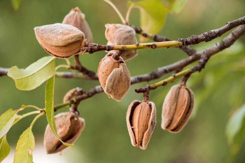 Allergen Deep Dive: (Tree) Nuts - Nuts growing on a tree