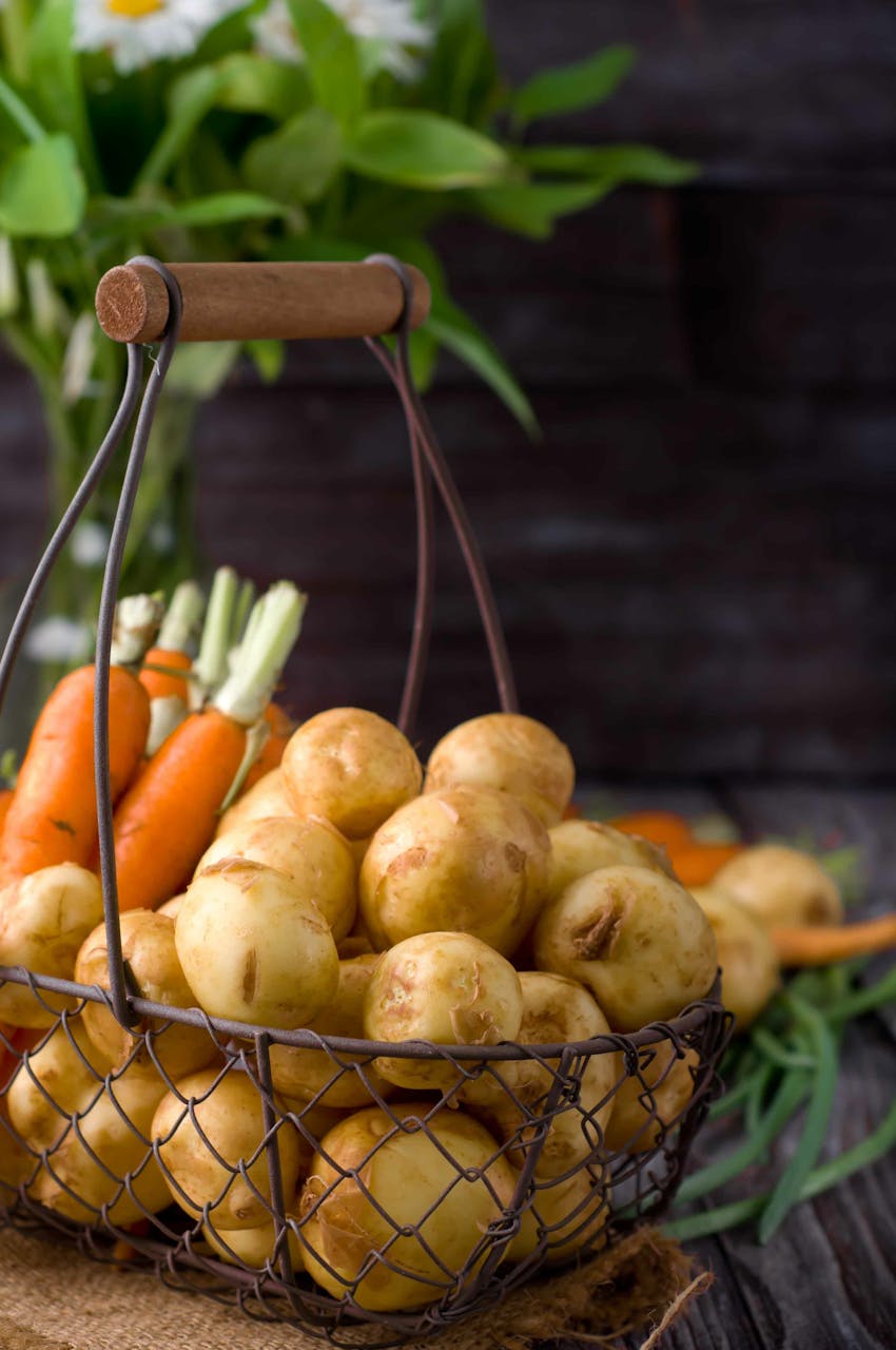 The best fat for roast potatoes - Maris Piper potatoes