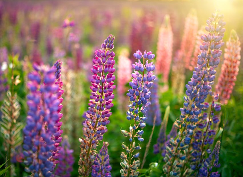 Allergen Deep Dive: Lupin - lupin flower