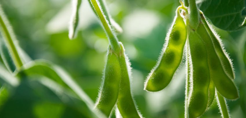 Allergen Deep Dive: Soya - Soyabeans growing