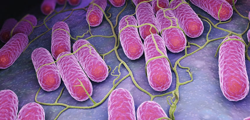 Salmonella bacteria