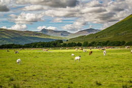 Erudus… Provides Quality Meat Scotland Certification