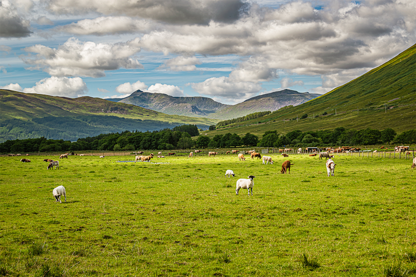 Erudus… Provides Quality Meat Scotland Certification