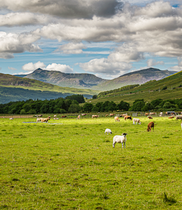 Erudus… Provides Quality Meat Scotland Certification Erudus… Provides Quality Meat Scotland Certification
