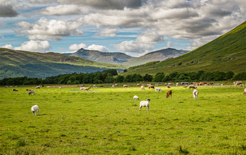 Erudus… Provides Quality Meat Scotland Certification Erudus… Provides Quality Meat Scotland Certification