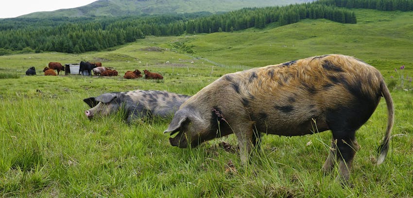Erudus provides Quality Meat Scotland certification - pigs on a Scottish farm